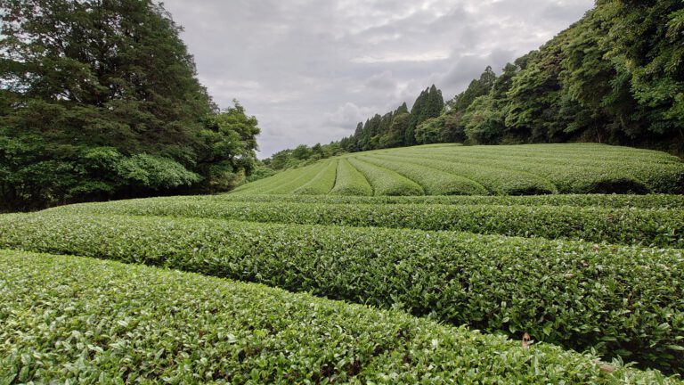 Mie Harunoka Shincha Bio 80g
