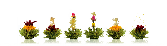 Creano 6er Pack Erblüh-Tee Grüner-Tee