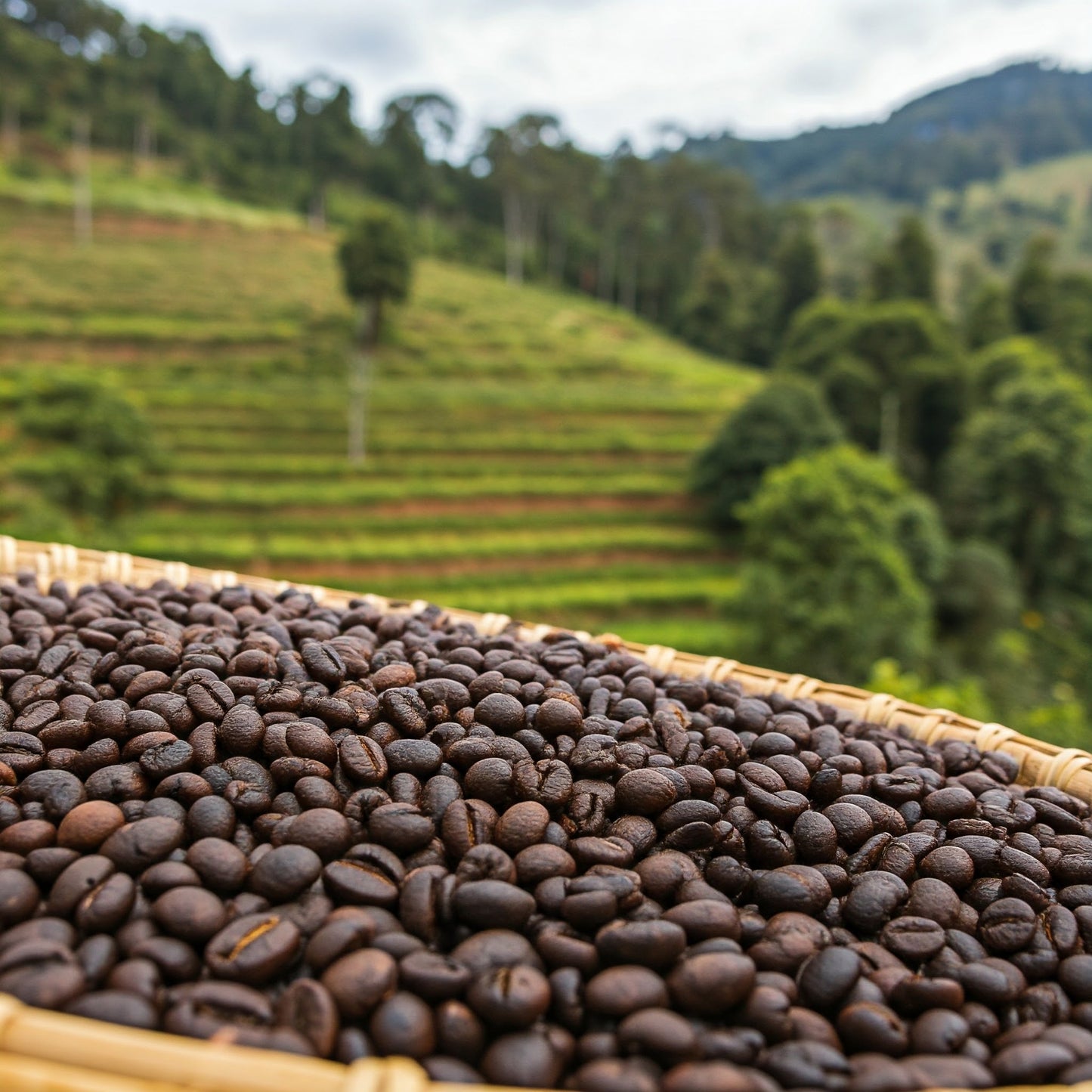 Kaffee "Kiundi" Kenia