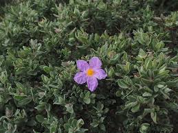 Cistus/Zistrosen-Tee