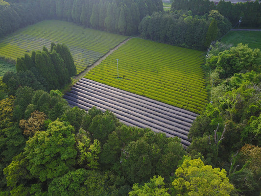 Shincha Morimoto 100g