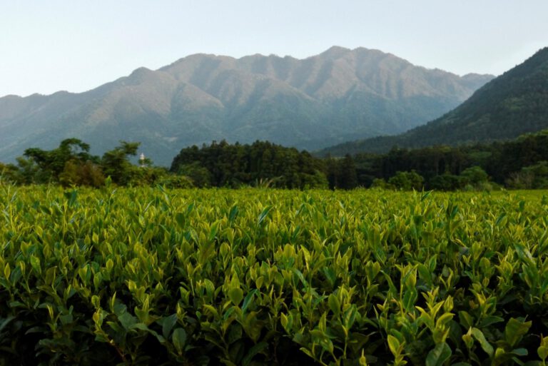 Watanabe Ryó Aracha Shincha Bio 50g