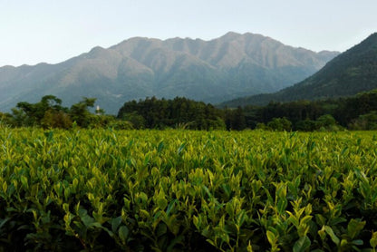 Watanabe Ryó Aracha Shincha Bio 50g