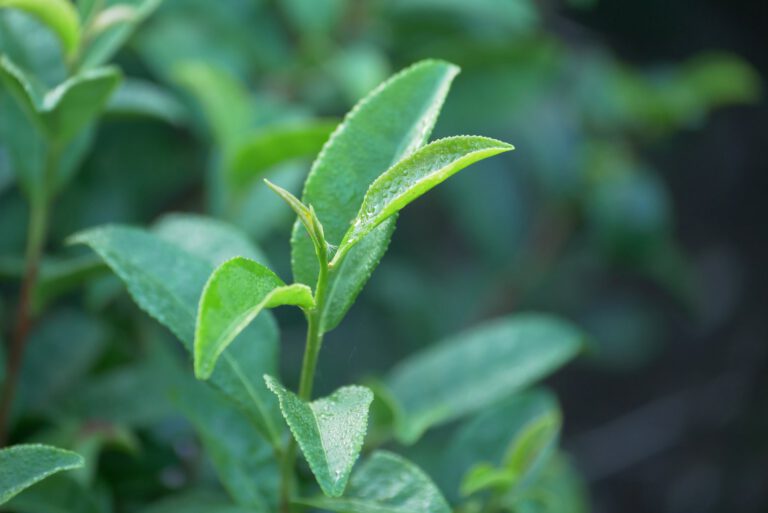 Kirishima Yoru no Ka Shincha Bio 80g