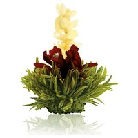 Erblühtee Grünertee Sortiert - 6 Sorten